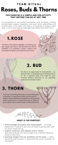 Infographic_Roses_Buds_Thorns.png